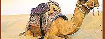 Rajasthani Camel