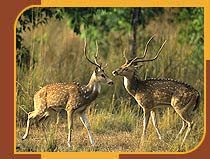 Chital Deer