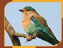 Indian Roller