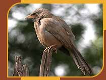 Jungle Babbler