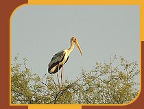 Painted Stork at Bharatpur Bird Sanctuary
