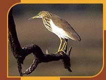 Pond-Heron, Bharatpur