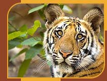 Tiger in Ranthambhore