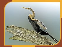 Snake Bird at Thekkady